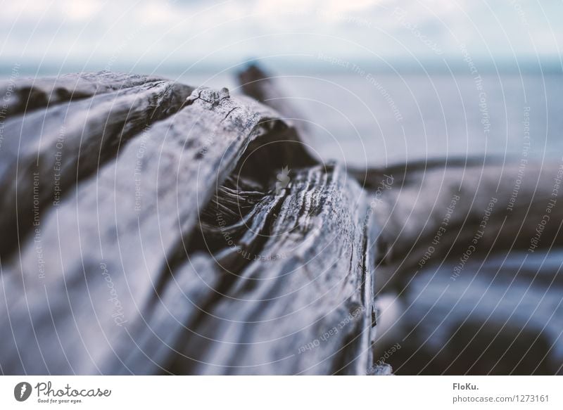 weathered Environment Nature Plant Elements Drought Tree Wood Old Broken Dry Gray Decline Weathered Flotsam and jetsam Tree bark Tree trunk Branch Colour photo