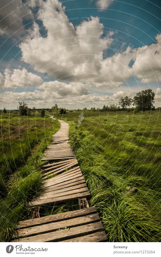 steeplechase Vacation & Travel Tourism Trip Hiking Nature Landscape Plant Sky Clouds Sunlight Summer Beautiful weather Tree Grass Bushes Eifel High Venn Belgium