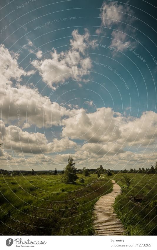 High Venn Vacation & Travel Tourism Trip Hiking Nature Landscape Plant Sky Clouds Summer Beautiful weather Tree Grass Bushes Meadow Eifel High venn Belgium Blue