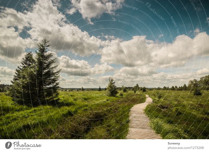 wander Vacation & Travel Tourism Trip Hiking Nature Landscape Plant Sky Clouds Sunlight Summer Beautiful weather Tree Grass Bushes Meadow Forest High Venn Eifel