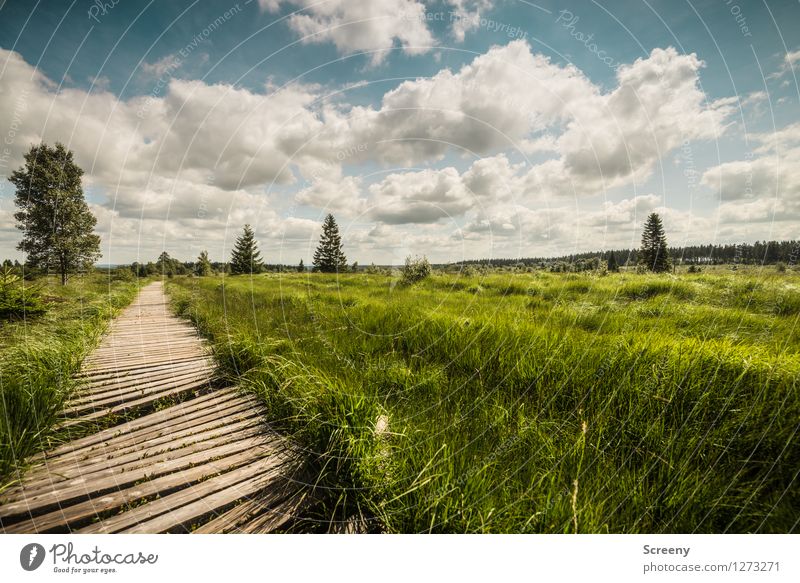 vast country Vacation & Travel Tourism Trip Hiking Nature Landscape Plant Sky Clouds Summer Beautiful weather Eifel High Venn Belgium Blue Brown Green White