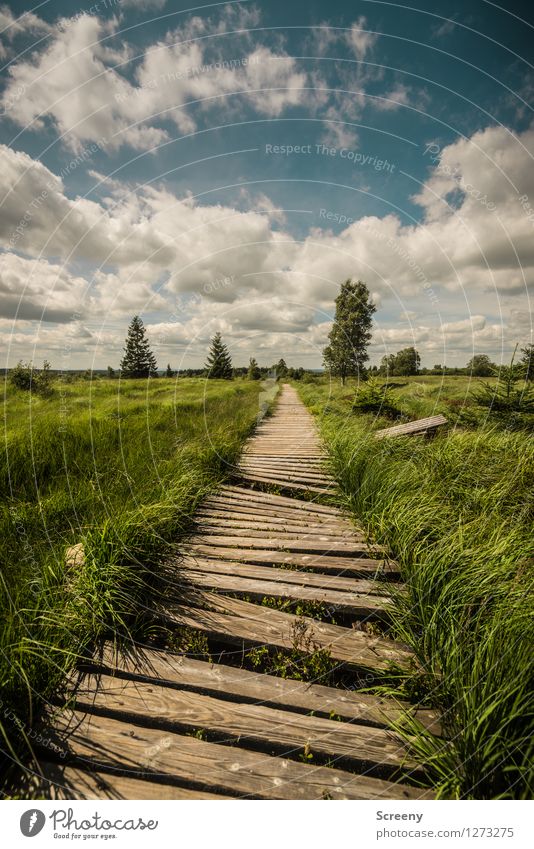 weathered (#1) Vacation & Travel Tourism Trip Hiking Nature Landscape Plant Sky Clouds Summer Beautiful weather Tree Grass Bushes Eifel High venn Belgium Broken