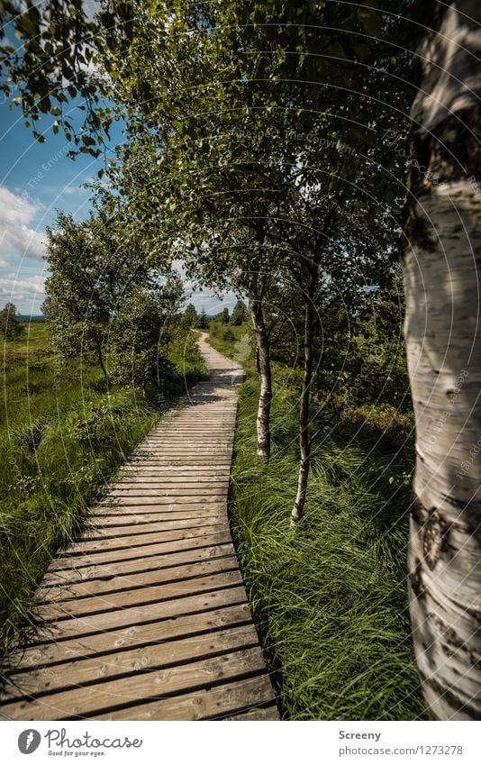 White Birch Vacation & Travel Tourism Trip Hiking Nature Landscape Plant Sky Clouds Summer Beautiful weather Tree Grass Bushes Eifel High Venn Blue Brown Green