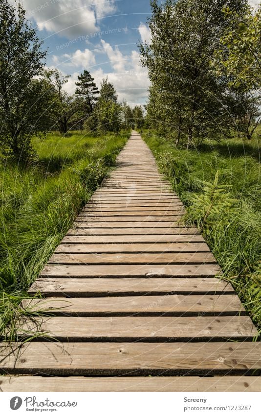 midway through... (#2) Vacation & Travel Tourism Trip Hiking Nature Landscape Plant Sky Clouds Summer Beautiful weather Tree Grass Bushes Meadow Eifel High Venn