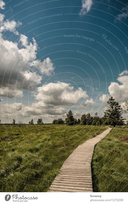 Behind the trees we go on... Vacation & Travel Tourism Trip Hiking Nature Landscape Plant Sky Clouds Summer Beautiful weather Tree Grass Bushes Eifel High Venn