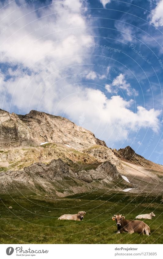 Pyrenees Hiking Trail 4 Vacation & Travel Tourism Far-off places Freedom Mountain Environment Nature Landscape Plant Animal Clouds Summer Beautiful weather