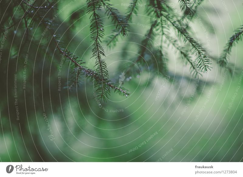 After the rain Environment Nature Landscape Summer Foliage plant Forest Ease Subdued colour Exterior shot Abstract Day Bird's-eye view