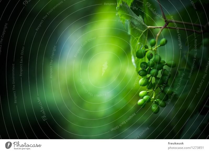 Wine Fruit Nature Plant Bunch of grapes Vine Green Multicoloured Exterior shot Detail Day Shallow depth of field Central perspective