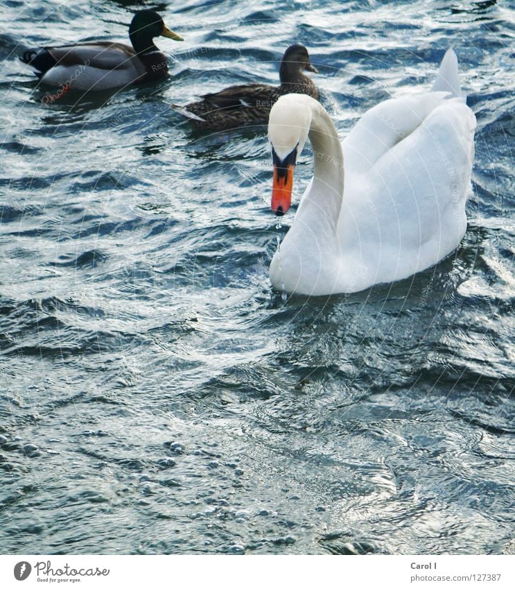 familiar Green Swan Waves Beak Dark Wind White Feather Bird Deep Railroad Lake Switzerland Zugersee Lake Gale Life Passion Storm warning Dangerous Animal