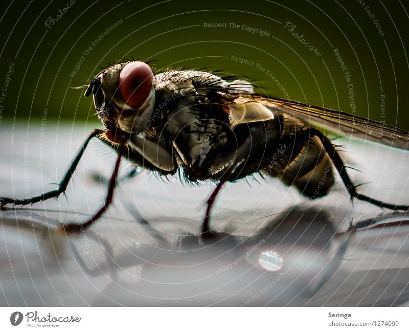 Look at me Nature Plant Animal Garden Park Meadow Fly Animal face Wing 1 Flying Insect Colour photo Multicoloured Exterior shot Close-up Detail