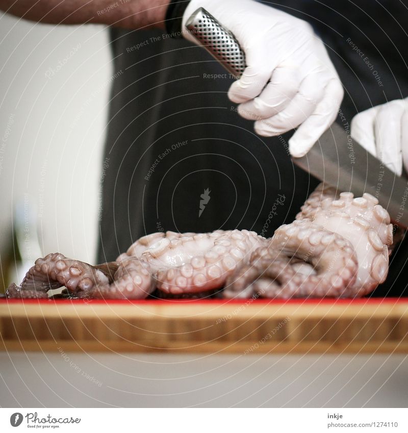 Octopus 5 Food Seafood Nutrition Knives Man Adults Life Hand 1 Human being Wild animal Dead animal Squid Animal Burl Suction pad Authentic Disgust Cut off