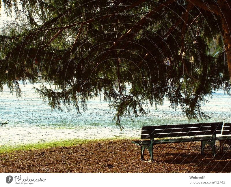 Dry cookie Tree Winter Park Hofgarten Meadow Bench Snow Duesseldorf