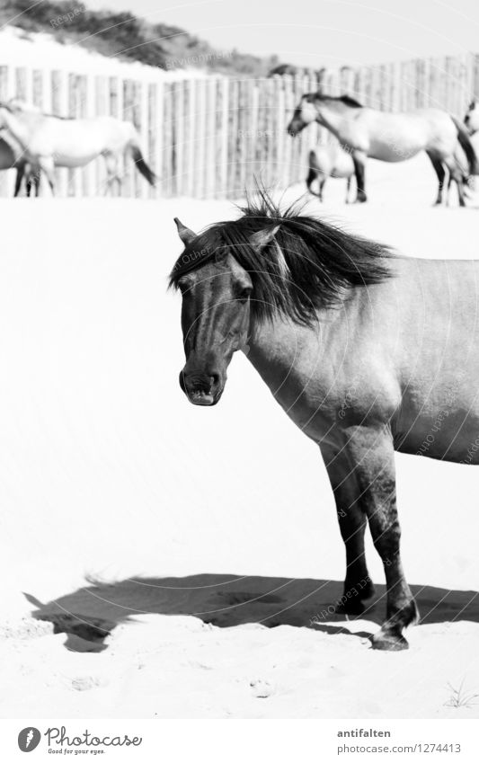 Wild Mane Vacation & Travel Tourism Trip Freedom Summer Summer vacation Sun Sunbathing Beach Ocean Dune Beach dune Fence post Nature Sand Beautiful weather