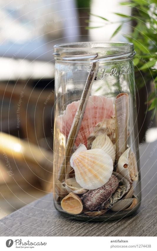 Collected memories Vacation & Travel Tourism Trip Far-off places Summer Summer vacation Sun Sunbathing Beach Ocean Mussel Garden Furniture Table Decoration