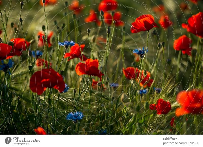 Spreedorado poppy seed dieu! Plant Beautiful weather Flower Grass Blossom Meadow Field Blue Green Red Poppy Poppy blossom Poppy field Poppy capsule Poppy leaf