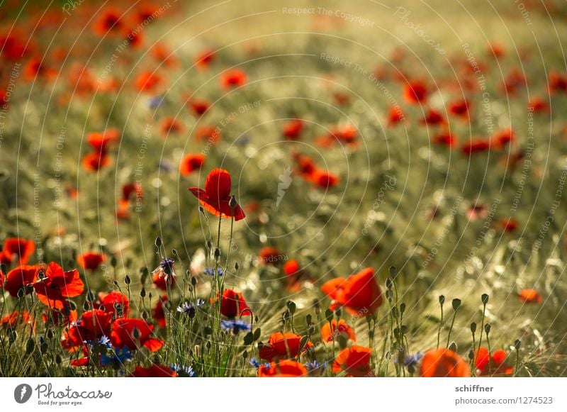 Spreedorado | Summer poppy seed Environment Nature Plant Tree Grass Bushes Blossom Agricultural crop Meadow Field Red Poppy Poppy blossom Poppy field