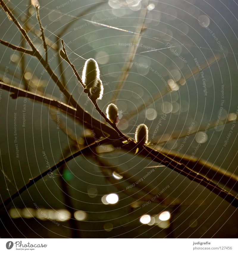 spring Light Lake Back-light Spring Delicate Catkin Goat willow Blossom Tree Branchage Soft Beautiful Environment Plant Colour Pasture Twig Nature