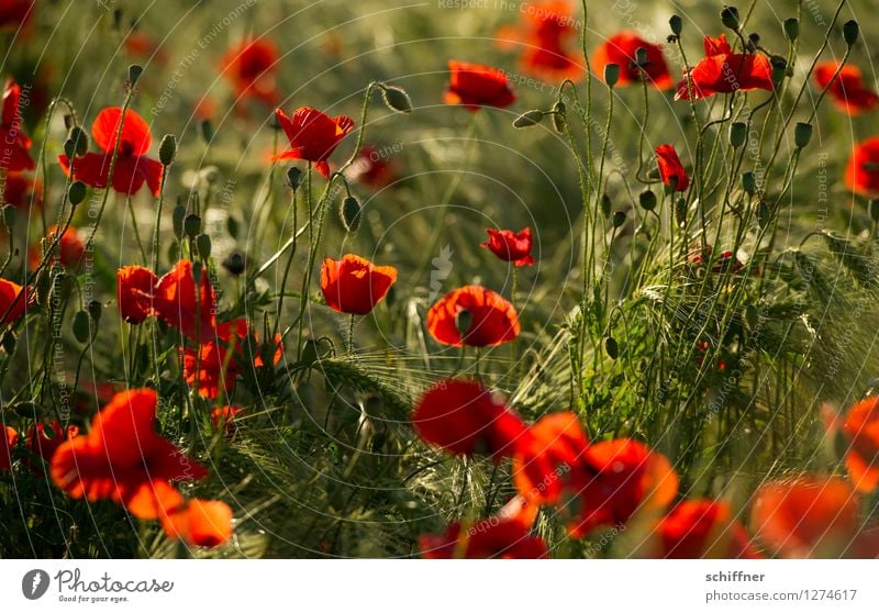 Spreedorado red-green. Nature Sunrise Sunset Sunlight Summer Plant Flower Grass Bushes Blossom Agricultural crop Field Green Red Poppy Poppy blossom Poppy field