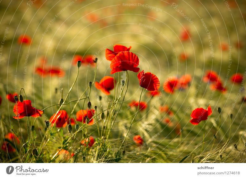 Spreedorado as far as the eye can see. Environment Nature Plant Flower Field Green Red Poppy blossom Poppy field Poppy leaf Poppy capsule Barley Barleyfield