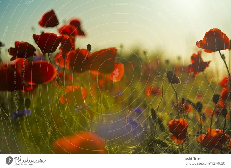 Spreedorado Sunset. Environment Nature Landscape Plant Summer Grass Bushes Blossom Agricultural crop Meadow Field Red Poppy Poppy blossom Poppy field Cornflower