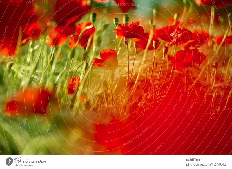 Spreedorado red-green weakness. Plant Beautiful weather Flower Grass Leaf Blossom Meadow Field Green Red Poppy Poppy blossom Poppy capsule Poppy field