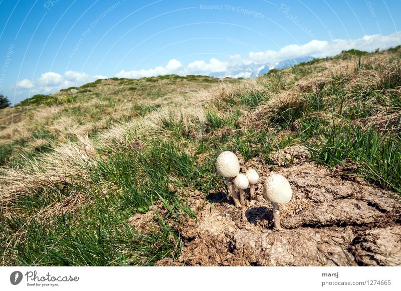 Alpine Pizza Sponge Nature Summer Autumn Beautiful weather Plant Mushroom Meadow Alps Mountain meadow Growth Disgust Creepy Flourish Cow pat Shriveled