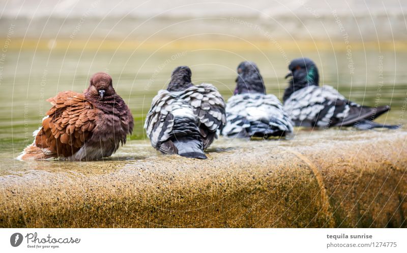 Other Water Barcelona Town Downtown Well Pigeon 4 Animal Looking Brown Gray Exclusion Row Individualist Uniqueness Colour photo Deserted Day