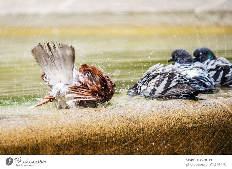 washing day Water Barcelona Downtown Well Bird Pigeon Group of animals Dirty Clean Washing day Animal Colour photo Deserted Day