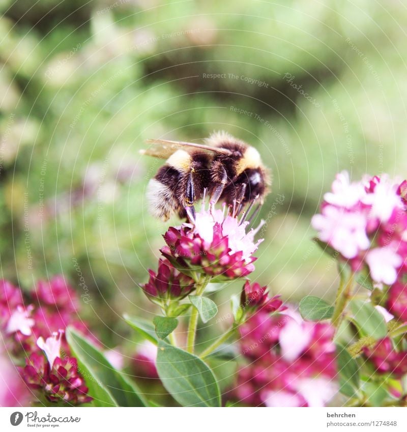 summsi Spring Summer Beautiful weather Plant Leaf Blossom Herbs and spices Thyme Marjoram Oregano Garden Park Meadow Wild animal Bee Wing Pelt 1 Animal