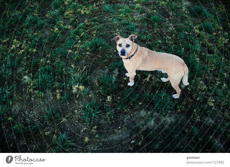 Well, look! Dog Animal Pet Crossbreed Labrador Meadow Grass Field Bird Mammal Joy Jonny Looking view in camera Above Perspective