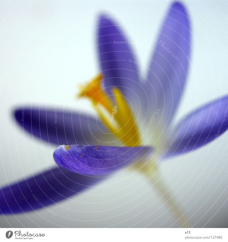 crocus Crocus Flower Blossom Plant Blossom leave Violet Force Spring Extra Complementary colour Macro (Extreme close-up) Close-up Nature Pistil Blue Orange