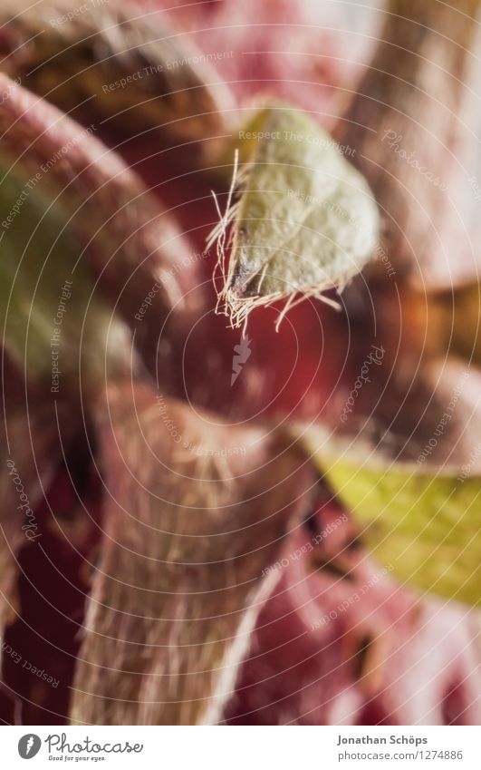 raaaaat a minute! IV Food Nutrition Eating Breakfast Organic produce Vegetarian diet Esthetic Fruit Strawberry Leaf Macro (Extreme close-up) Vitamin-rich