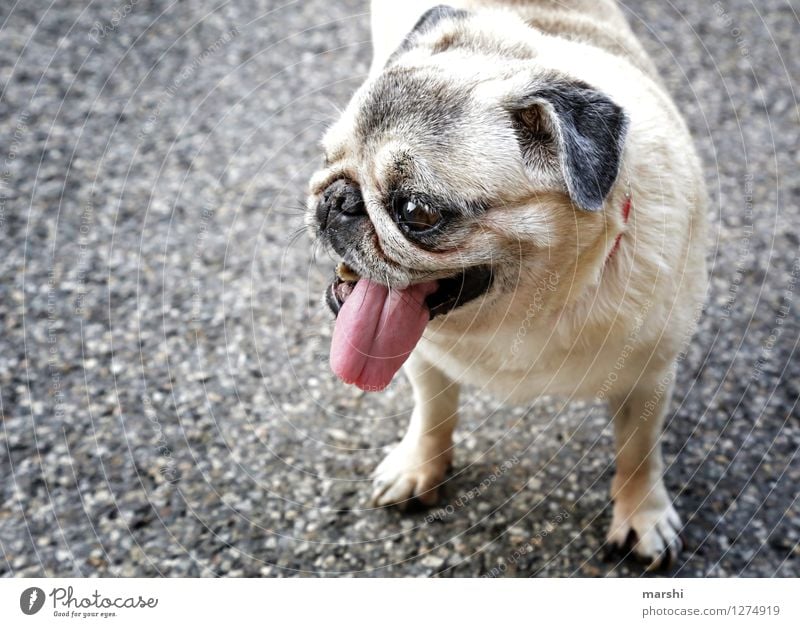 hot today Animal Pet Dog 1 Moody Tongue Pug Street Breathe Hot Pelt Goggle eyes Colour photo Exterior shot Detail Day Animal portrait