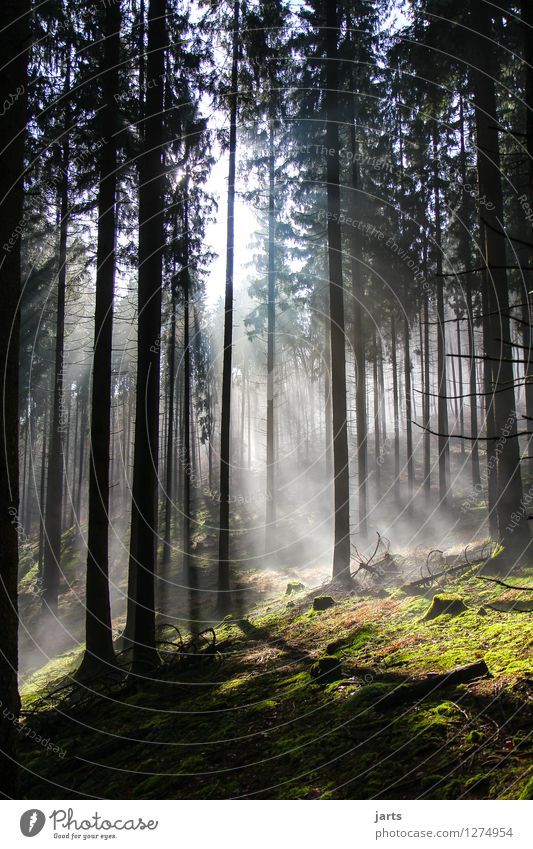 symphony of the forest Environment Nature Landscape Beautiful weather Fog Tree Forest Illuminate Fresh Healthy Bright Natural Serene Patient Calm Hope spessart