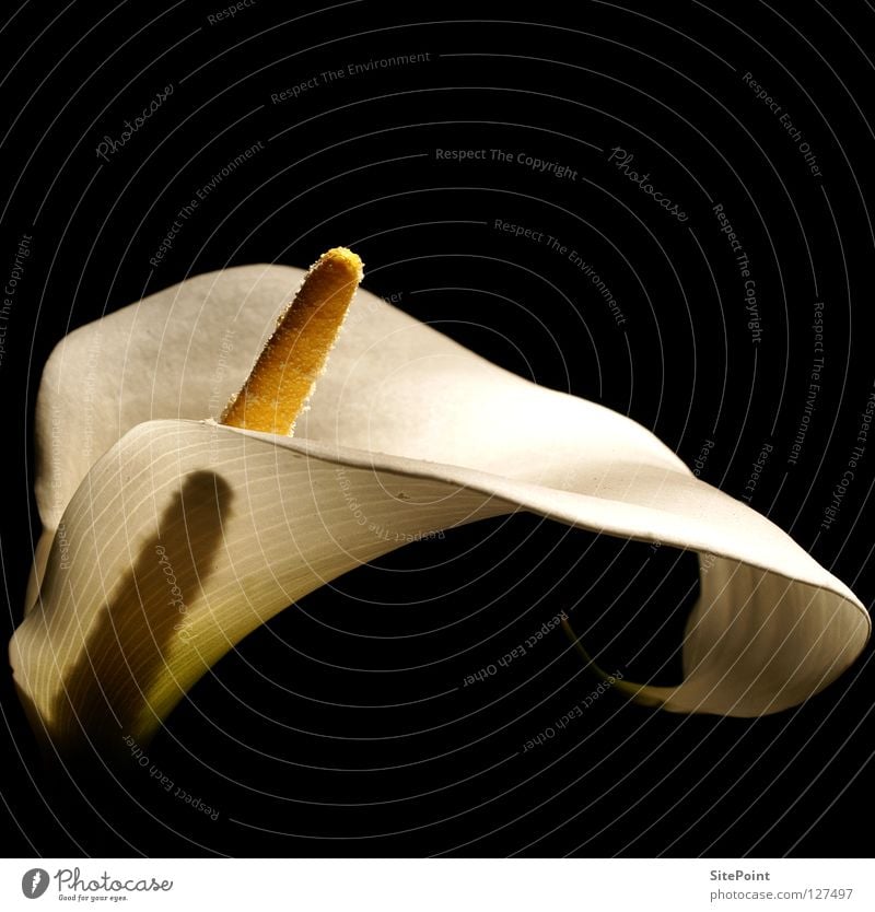 Calla White Flower Blossom Black Noble Elegant nice beautiful wonderful kingly zantedeschia