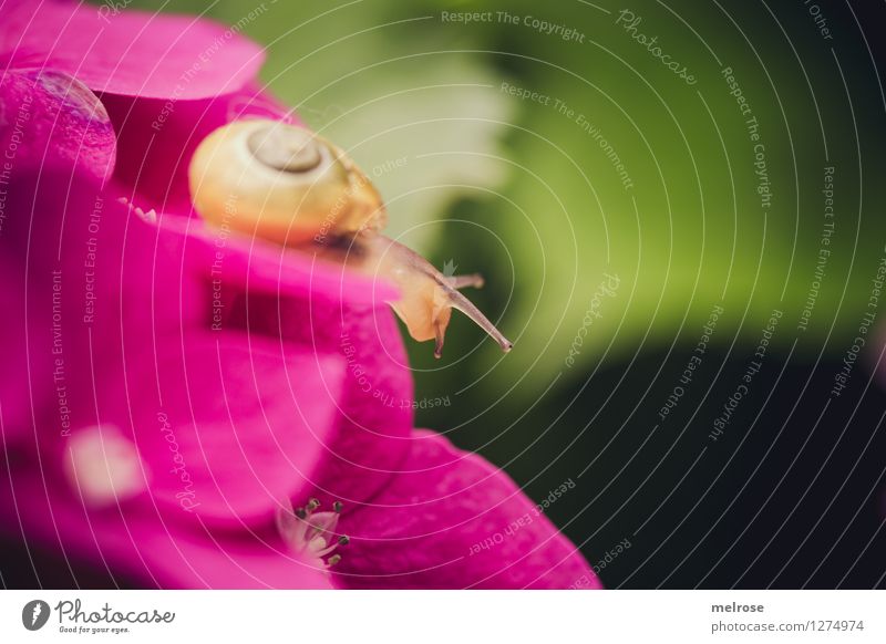 downhill race Elegant Style Nature Plant Summer Beautiful weather Leaf Blossom Hydrangea blossom Garden Animal Snail Animal face Feeler 1 Snail shell Blossoming