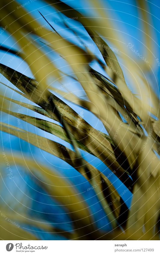 Reed Blade of grass Blossom Grass blossom Grassland Detail Background picture Stalk Common Reed Seed Marsh grass Plant Botany Nature Wild Coast Lakeside