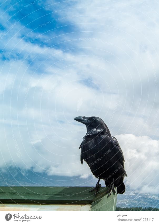 Fairy tale. One of the seven. Environment Nature Sky Clouds Spring Beautiful weather Mountain Peak Animal Wild animal Bird 1 Astute Blue Green Black White