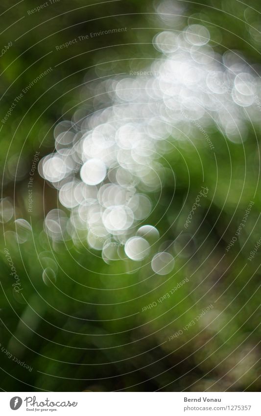 High percent sharpness loss. Environment Nature Plant Water Summer Grass River bank Beautiful Green Black White Gorgeous Circle Round Blur Light Heap