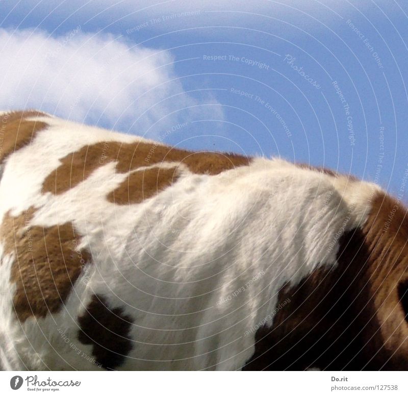 a beautiful back... Colour photo Exterior shot Close-up Pattern Deserted Copy Space bottom Day Shadow Sunlight Central perspective Animal portrait