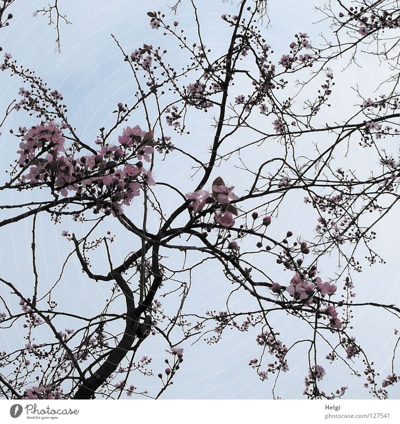 Branches with blossoms of the decorative cherry in front of a grey sky Blossom Blossoming Tree Spring March April Spring flowering plant Branchage Branched