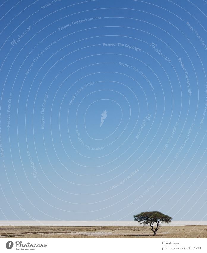 salt pan Tree Green White Brown Dry Drought Loneliness Glistening Midday Horizon Physics Hot Incandescent Africa Namibia Watering Hole Desert Earth Sand Stone