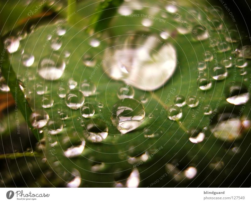 rich and poor Leaf Green Wet Fresh Glittering Near Rain Flash Thundery shower Large Small Macro (Extreme close-up) Liquid Distribute Multiple Rich Close-up Park