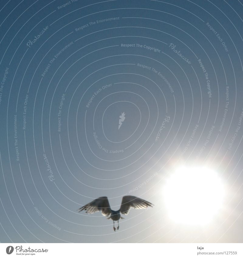 Like phoenix from the ... sun Bird Seagull Beach Exterior shot Sunrise Summer Ocean Sky Blue Freedom Contrast Beautiful weather larus Flying Aviation Wing