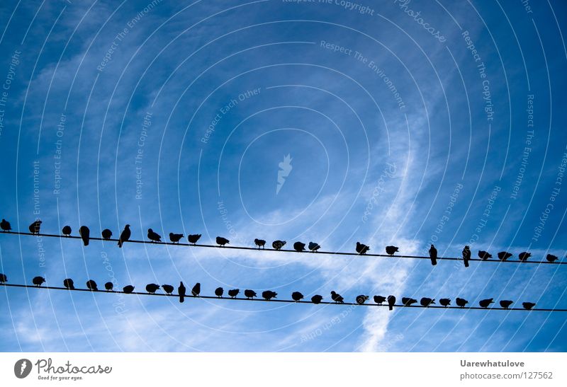 Sontags Tauben - Sky Spectators Pigeon Clouds Electricity Electricity pylon Sky blue Looking Audience Relaxation Together Break 2 Bird Boredom Silhouette Cable