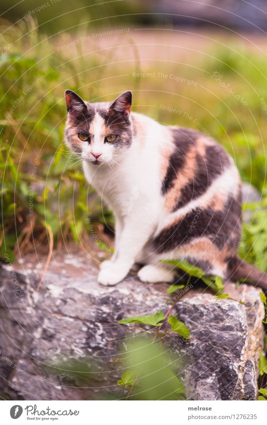 " Top Model " Elegant Style Nature Summer Beautiful weather Grass Bushes Twigs and branches Leaf Garden Pet Cat Animal face Paw 1 Stone wall Relaxation To enjoy