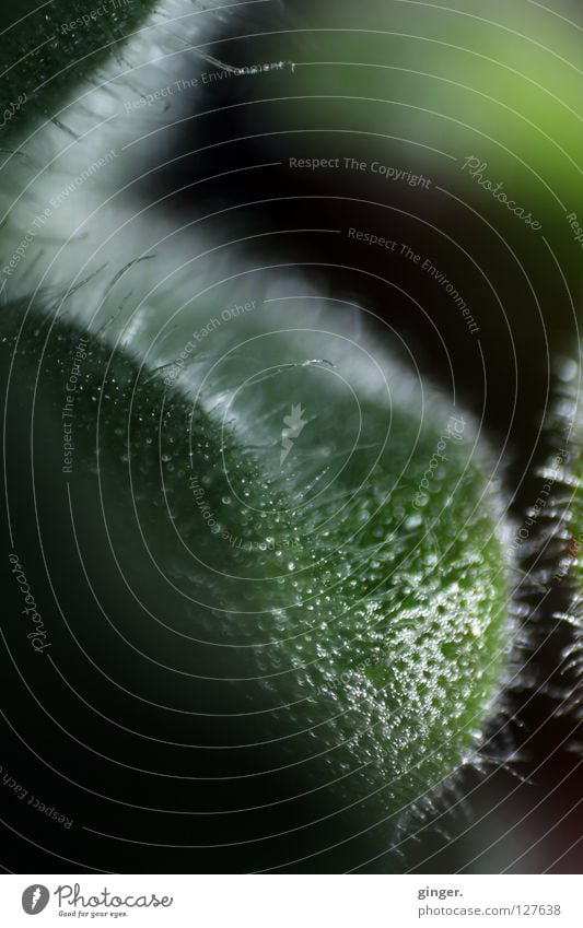 The green fleece Plant Round Green Retroring Saintpaulia Tentacle Fuzz Violet plants Part of the plant Copy Space top Reflection Detail Thread Skin Close-up