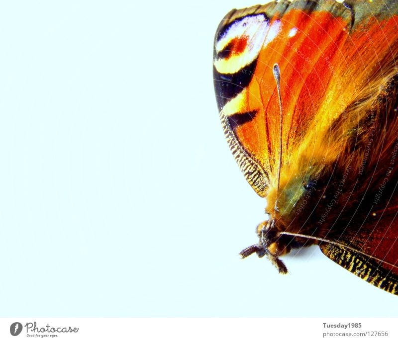 The last rest Butterfly Animal Multicoloured Calm Loneliness Macro (Extreme close-up) Close-up Nature Contrast Blue Colour