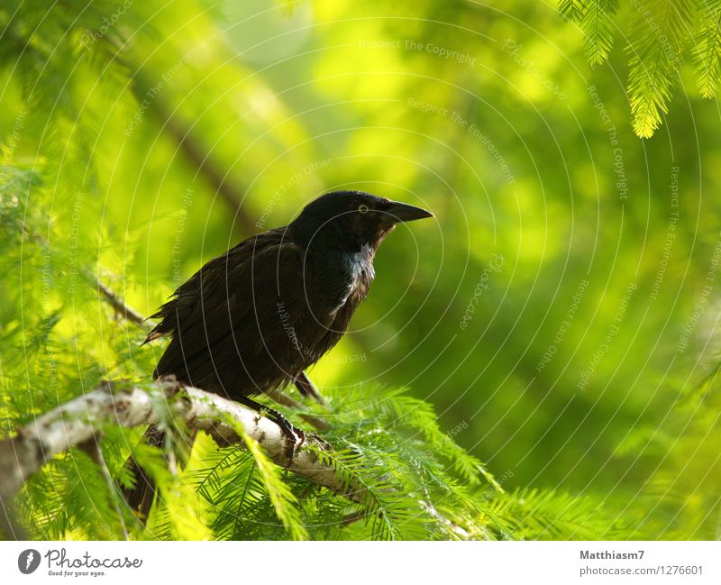 Jackdaw Nature Animal Sun Summer Plant Tree Foliage plant Forest Wild animal Bird Wing 1 Contentment Joie de vivre (Vitality) Spring fever Optimism