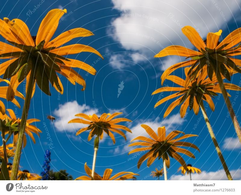 Skywards Nature Plant Air Clouds Summer Beautiful weather Blossom Purple cone flower Happiness Joie de vivre (Vitality) Spring fever Optimism Esthetic